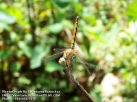 /album/dragonflies/dragonfly-4-photograph-by-shantanu-kuveskar-jpg/